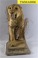 Lion Collection Image, Figure 10, Total 14 Figures